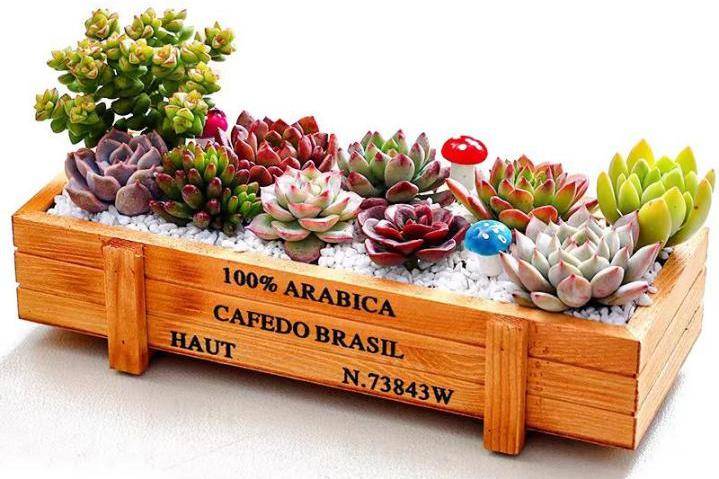 【活动报名】植树节——趣味多肉_社区_绿色_自然