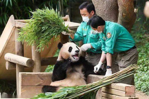 此后,"福宝"在韩国人气持续走高,不仅拥有了自己的综艺节目,记录成长