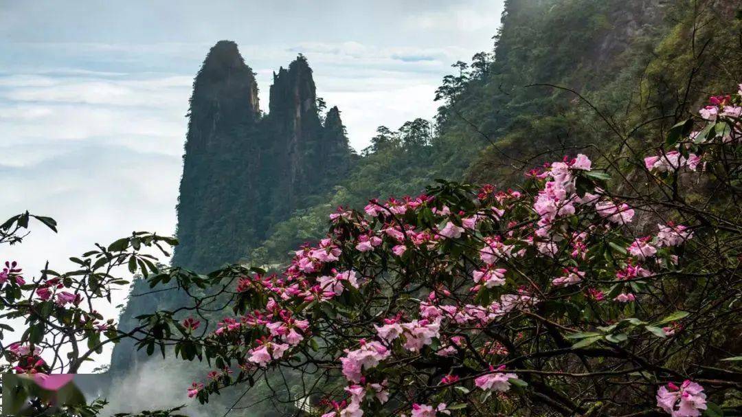 599郴州十星赏花之旅,赏莽山五指峰杜鹃花,汝城油菜花,邂逅白廊樱花岛