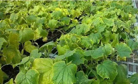 看完这11点,你就明白了!_土壤_叶片_植物