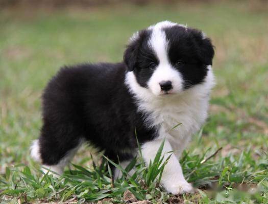 边牧专栏丨边境牧羊犬吃多了怎么办?_狗狗_肠胃_情况