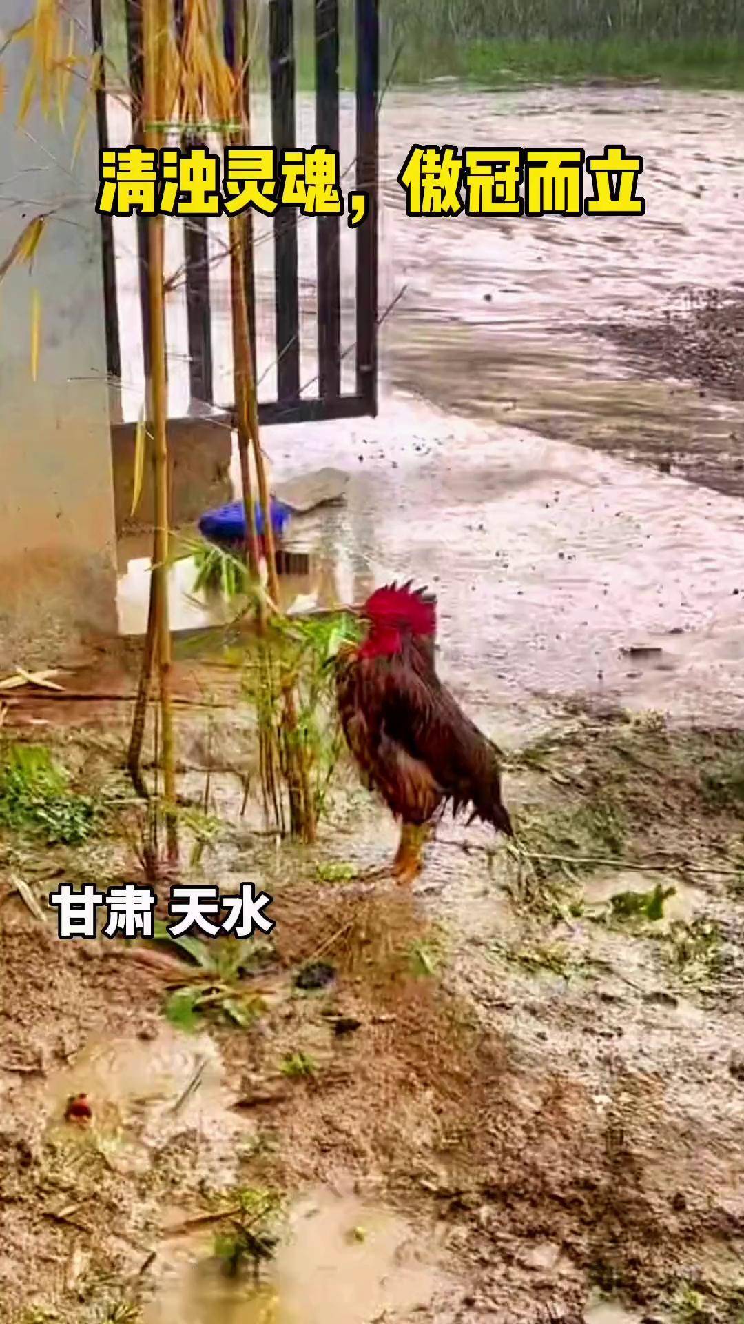 甘肃天水:一只站在雨中的"落汤鸡"
