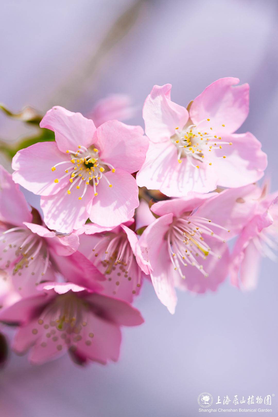 "樱花红陌上"——早樱初绽,来一次浪漫的邂逅_花瓣_河津_钟花樱