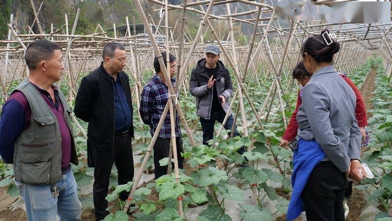 罗甸县农林种植全解析：从山地特色到基地直供的产业之路
