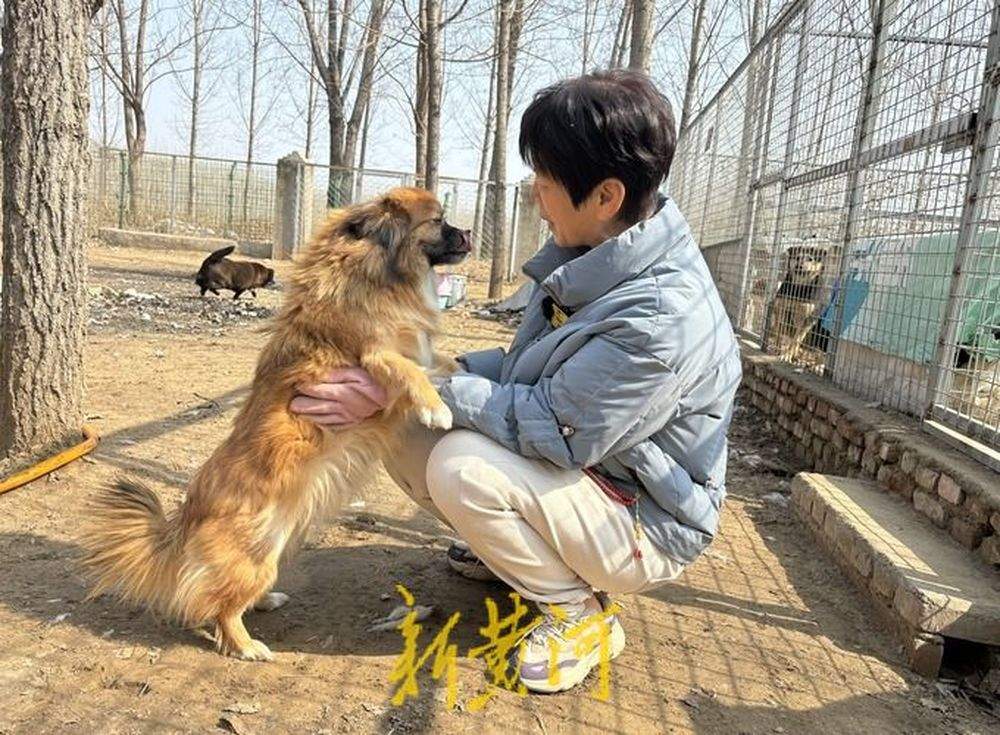 一名高校老师与她救助的800只流浪犬_张青_狗狗_笼舍