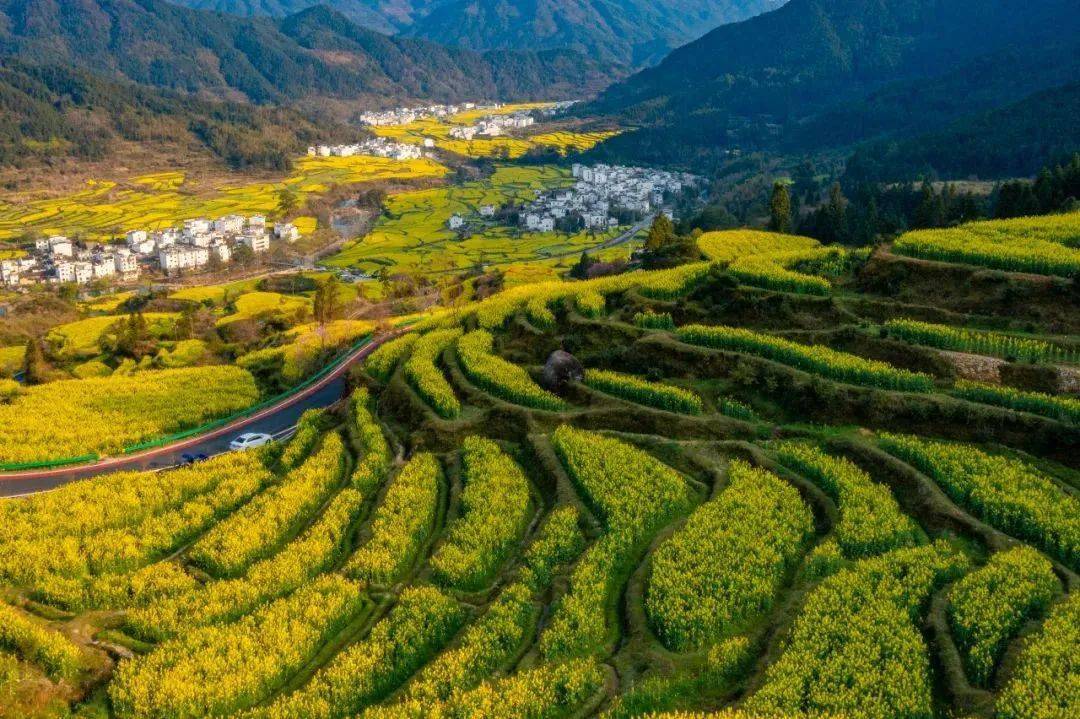"上春山"的风吹到了汉中,踏遍春意不思还!_油菜花_略阳_人间