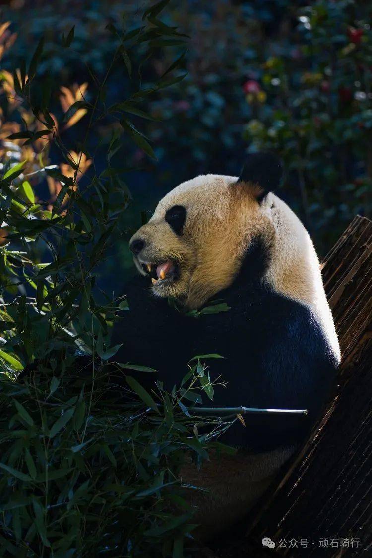 云南特有野生动物图片