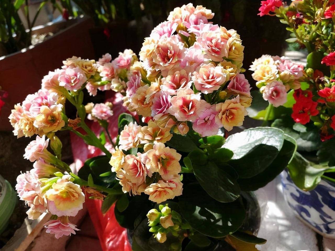 属于春天的3种花元气满满花多色艳精致可爱好养无敌