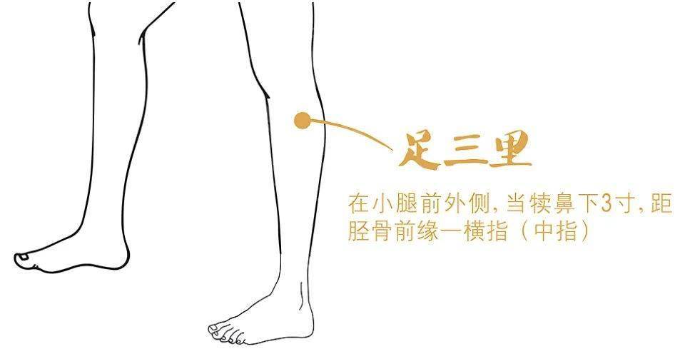 足三里穴在小腿外侧,外膝眼下3寸(四横指).