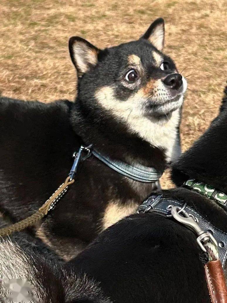 社恐柴柴参加聚会有狗靠近就满脸惊恐讨厌没有边界感的狗