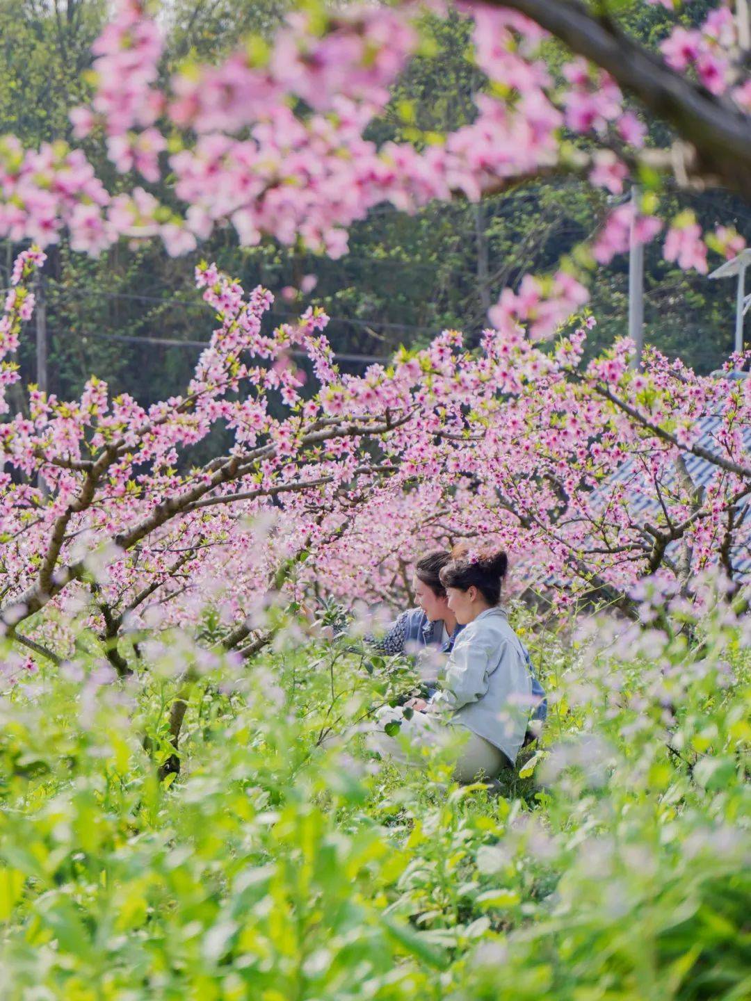 赏桃花 真实图片