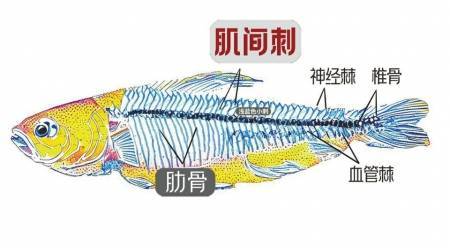 黄骨鱼鱼刺结构图?图片