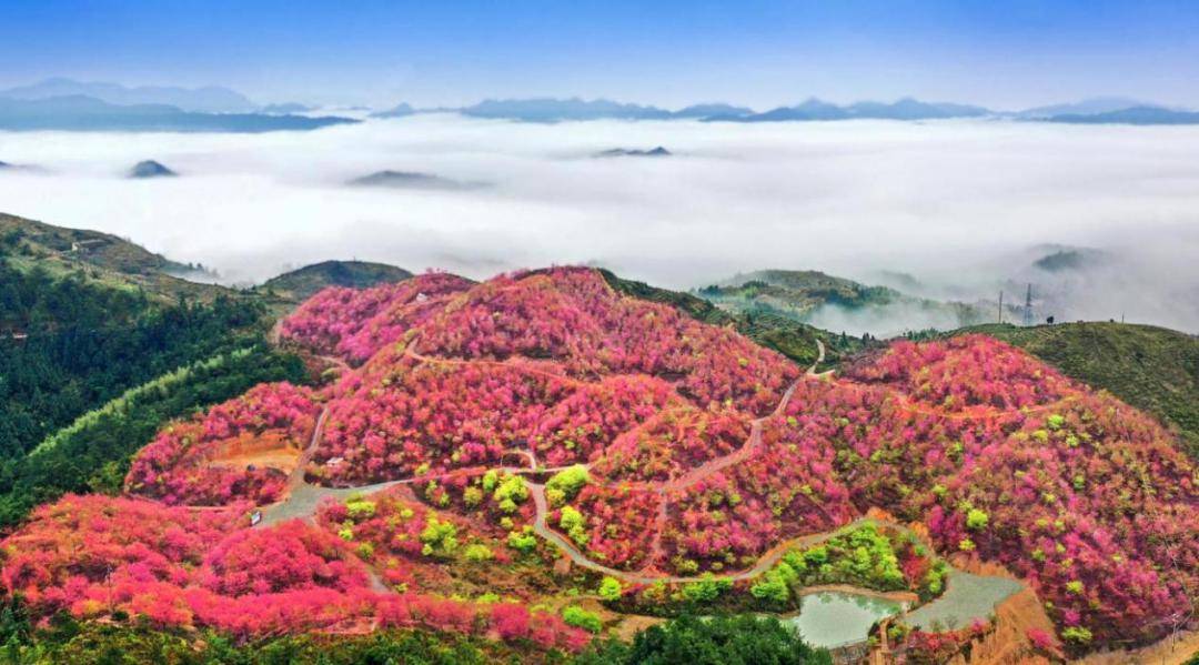 旅游走来去永安这些地方赏花去