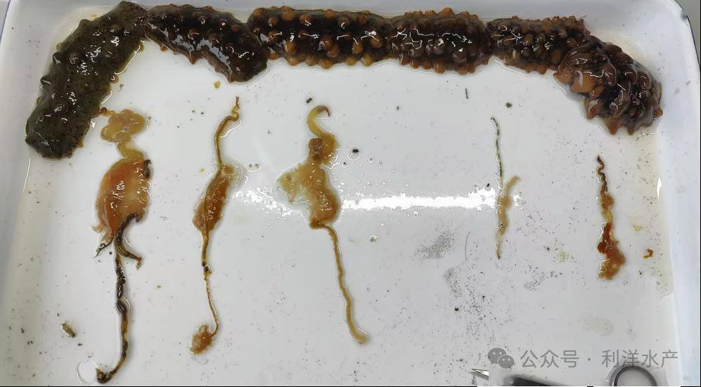 【海参专题】近期霞浦地区海参缩水问题浅析_肠道_养殖_水温