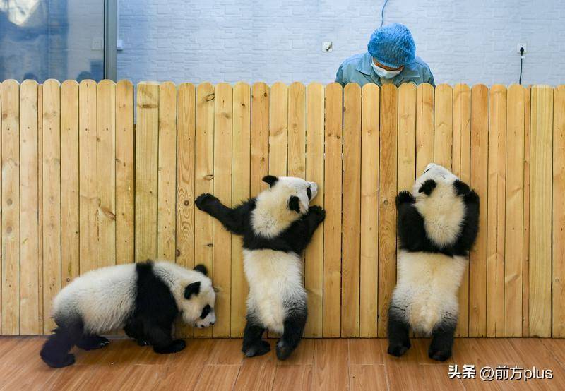 给大熊猫幼仔当奶妈她用温柔的力量守护可爱的熊孩子