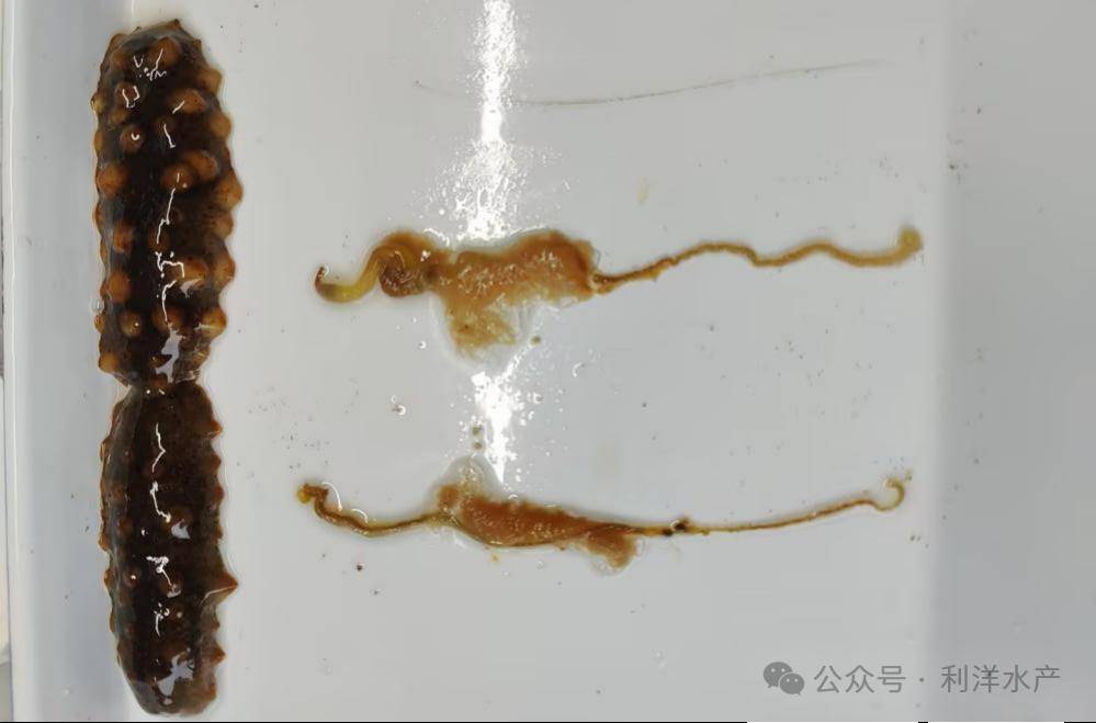 【海参专题】近期霞浦地区海参缩水问题浅析_肠道_养殖_水温