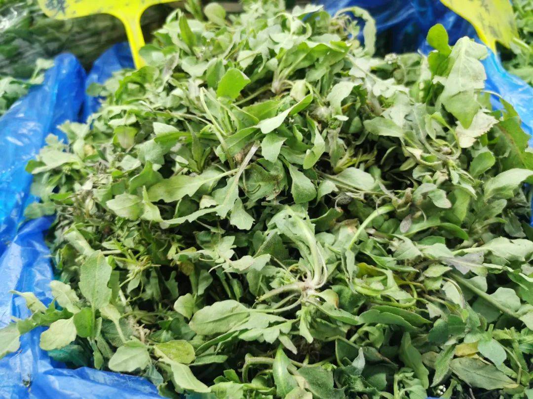 "七头一脑",上市啦!