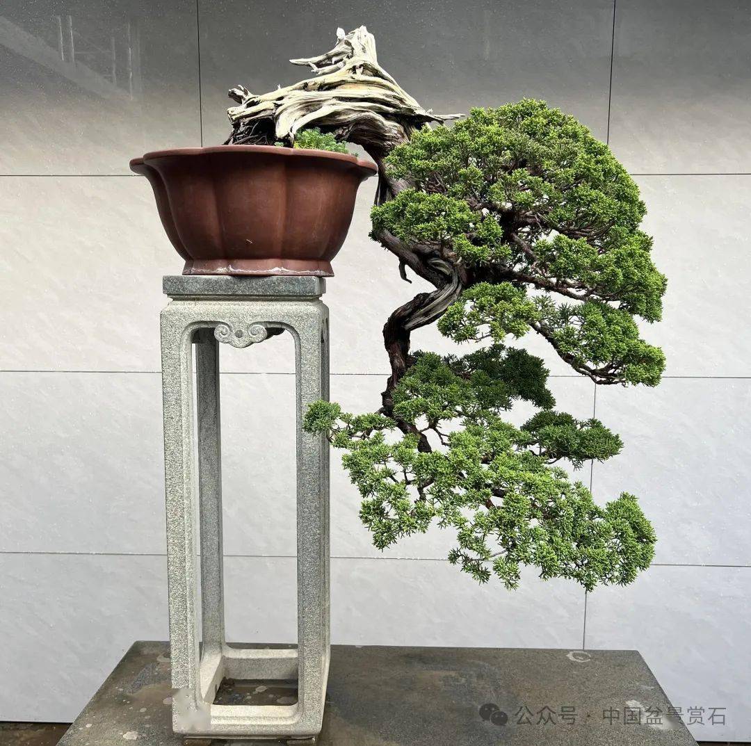 "踏足云涧"柏树 飘长66cm 吕兴红作品▲"谦谦君子"雀舌罗汉松 吕兴