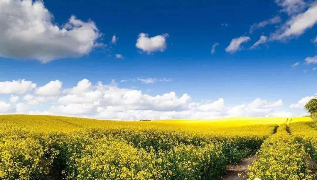 2024最美油菜花海汉中旅游文化节佛坪第十七届茱萸花海踏春游活动来了