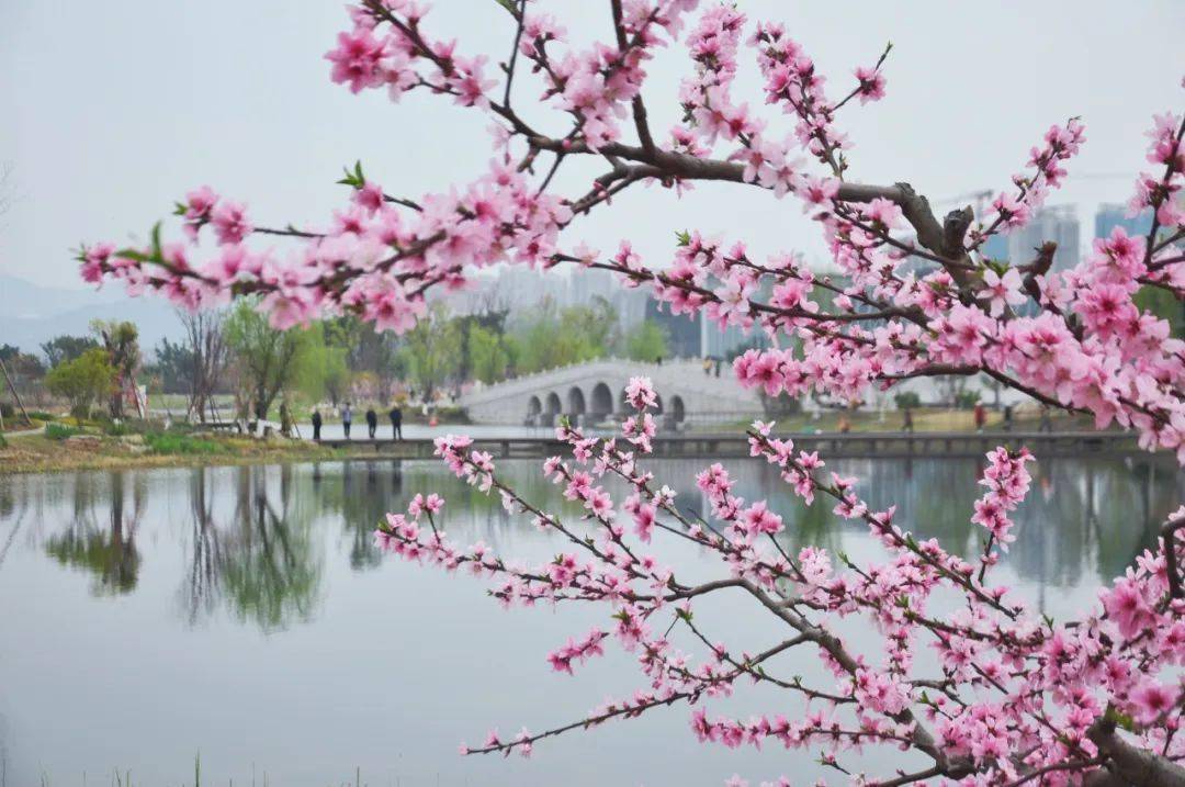 正式发布第38届成都龙泉驿桃花荟主题曲入花间桃