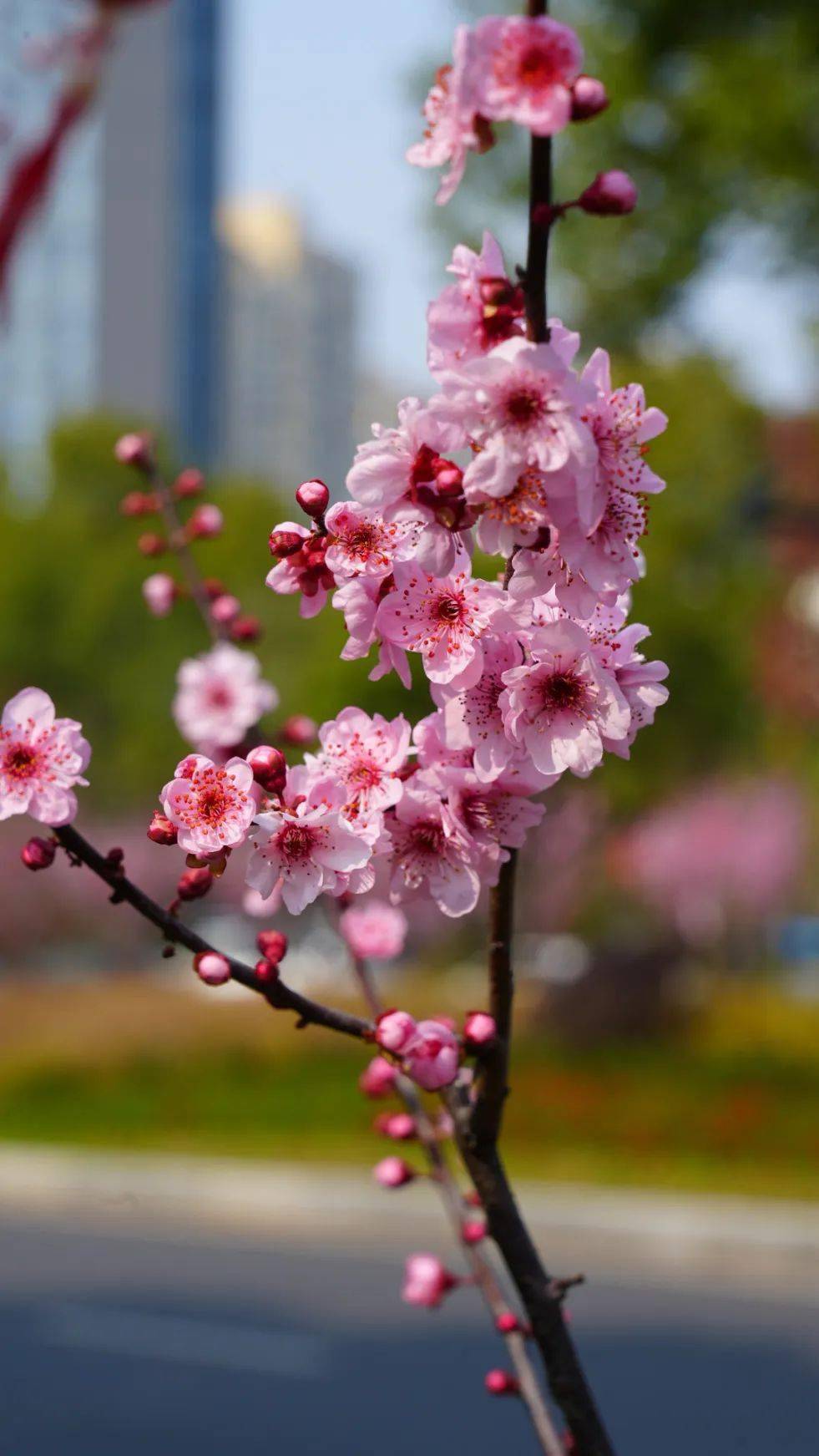 梅花有什么特点开花图片