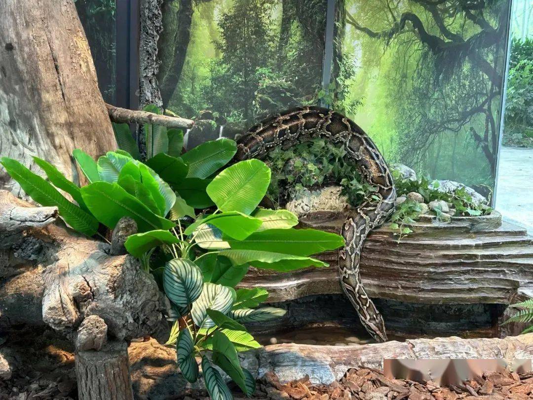 太火爆了年卡已开抢台州湾野生动物园限时特惠成人年卡仅售￥168元