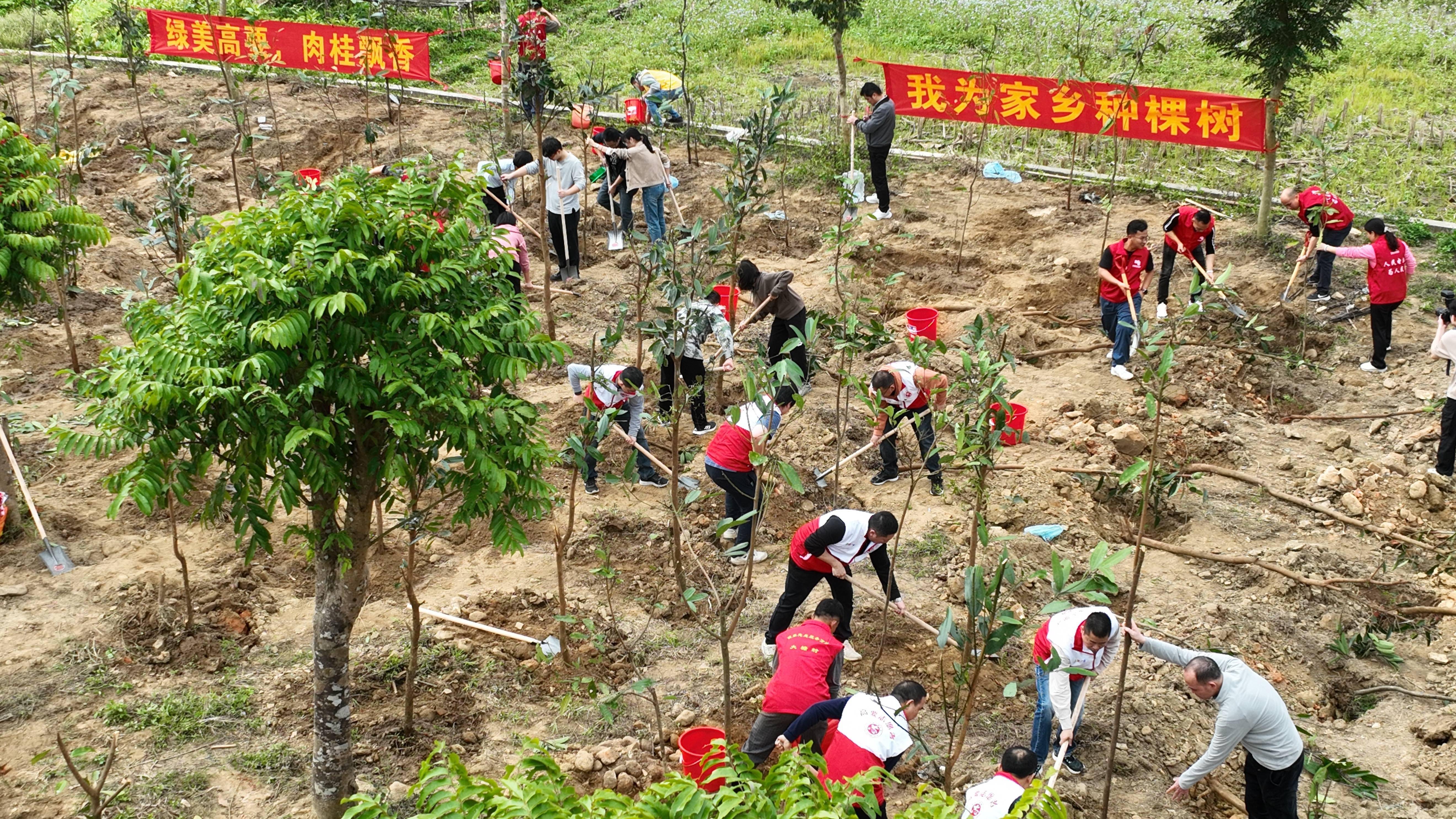 各地纷纷种下凤凰木,宫粉紫荆,茶花等各类具备生态和观赏价值的树种