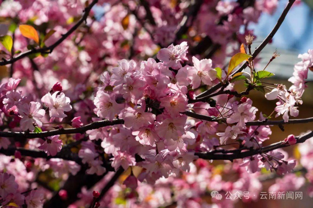 行摄云南樱花海棠齐绽放圆通花潮引游人