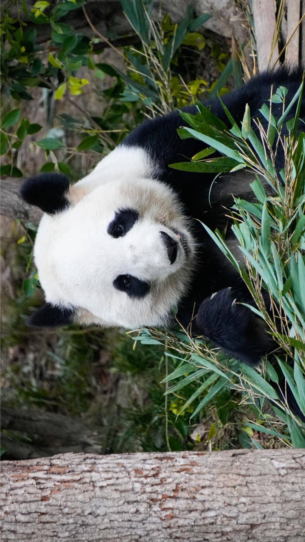 (请旋转手机查看)无水印版大熊猫高清电脑壁纸胖达奉上福利送不停!