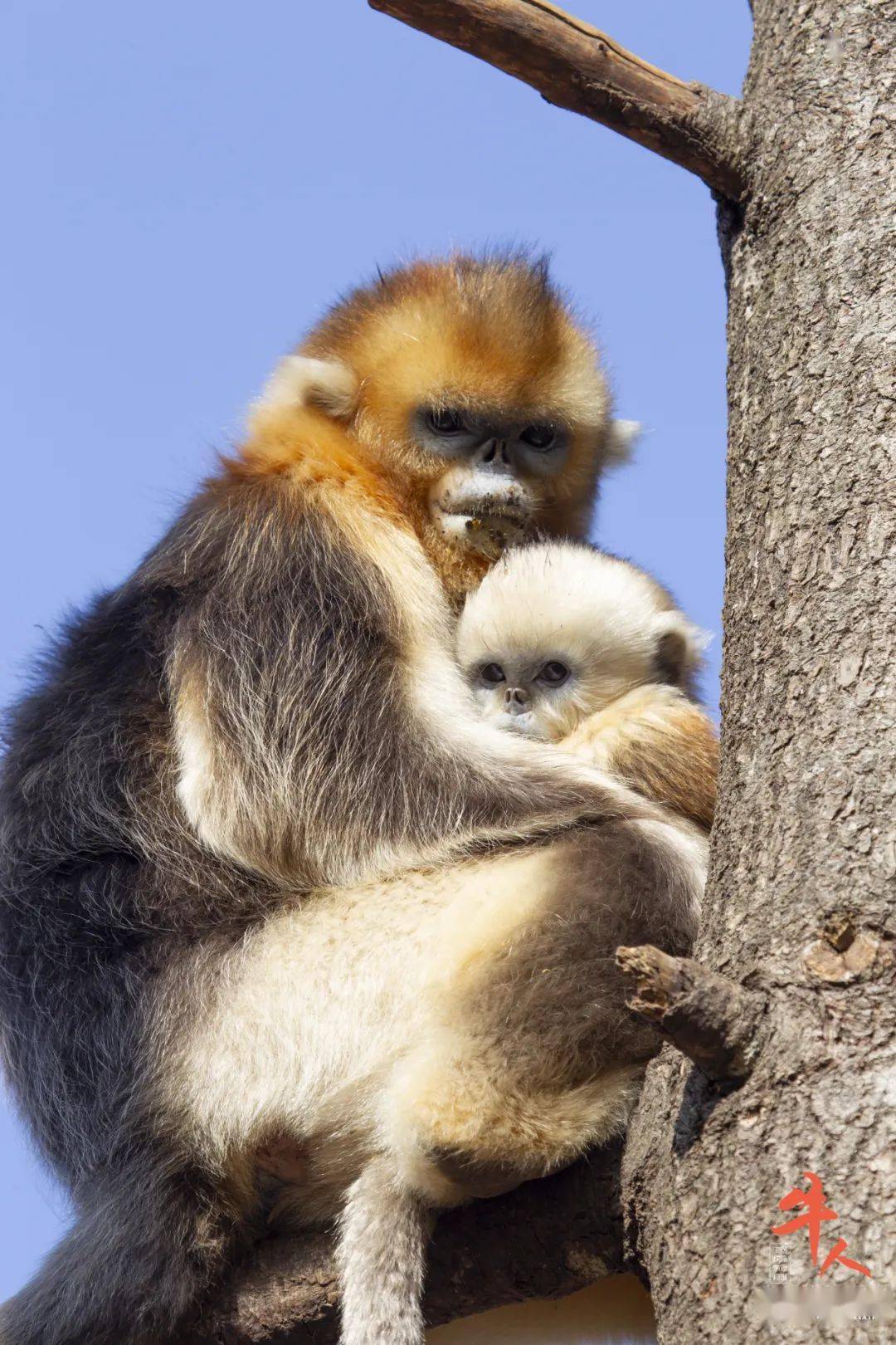 牛人姜勇追逐金丝猴探秘野人二十多年专注拍摄神农架