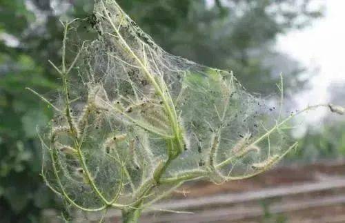 通告莱芜钢城已被列为疫区