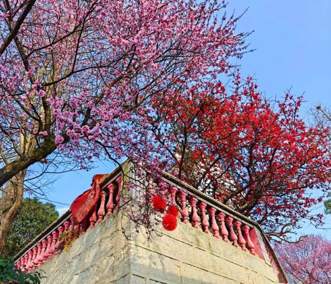 龙泉驿桃花何时开?权威预测来了_路线_龙泉人_线路