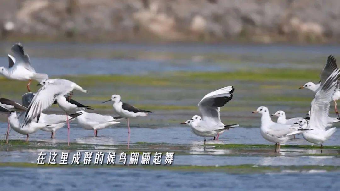 候鸟青睐福建客栈的理由