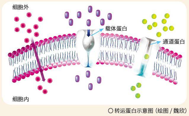 作物_蛋白_基因