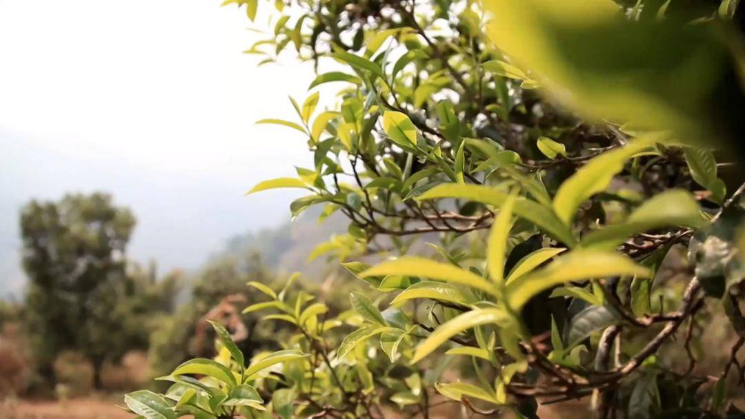 中国双江冰岛茶荟直播平台交易额突破1000万元