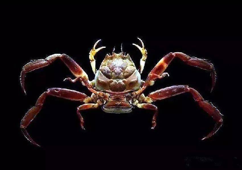 中国海中较为常见的一种关公蟹:伪装仿关公蟹可以看出,小亮写的书和他