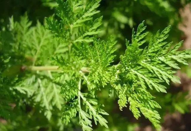 青蒿具有清热解毒,芳香健胃,清肝明目,止臭止痢,通便利胆,治疥癣,避