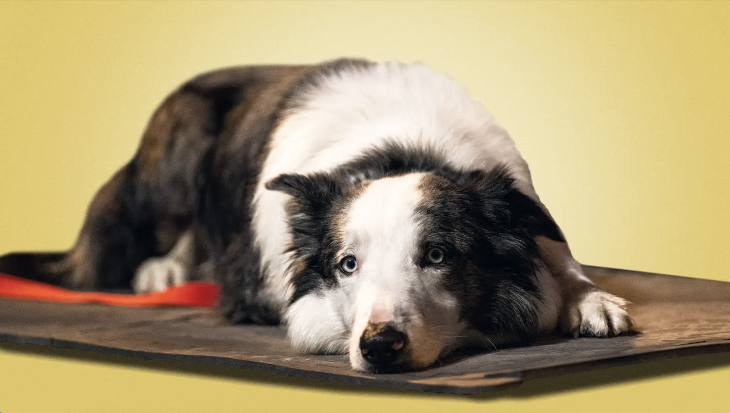 此前,梅西参加了奥斯卡提名者午宴,"高司令"瑞恩·高斯林,"碧梨"比莉