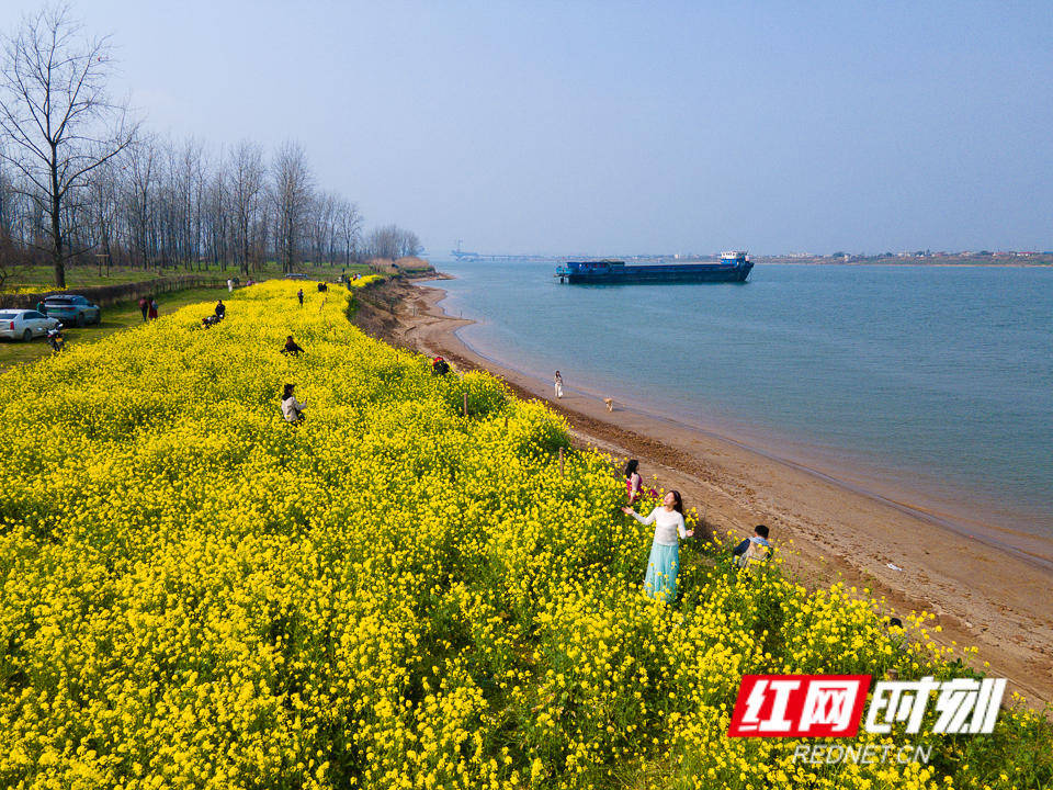 长沙鹅洲岛油菜花盛开如海_李长_徐来_天气