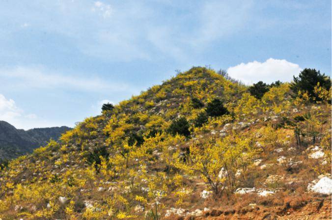 连翘我非迎春春由我迎