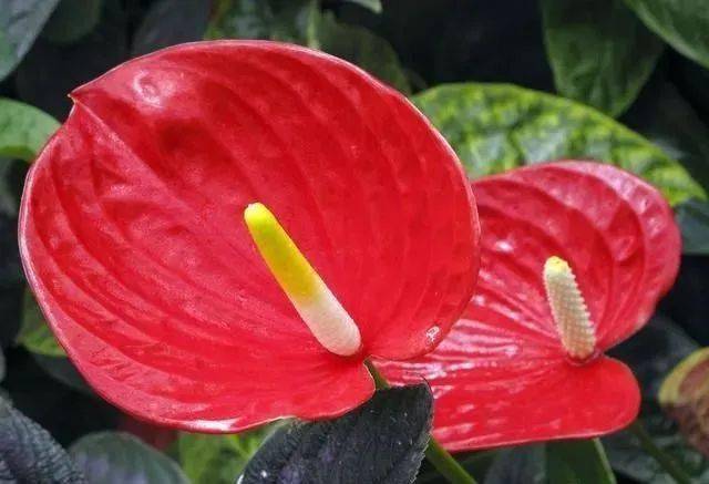 红掌花枯萎了怎么办花友别着急很简单6个方法就轻松救回