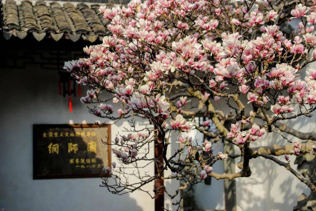 苏州的玉兰花,都"藏"在这篇推文里了
