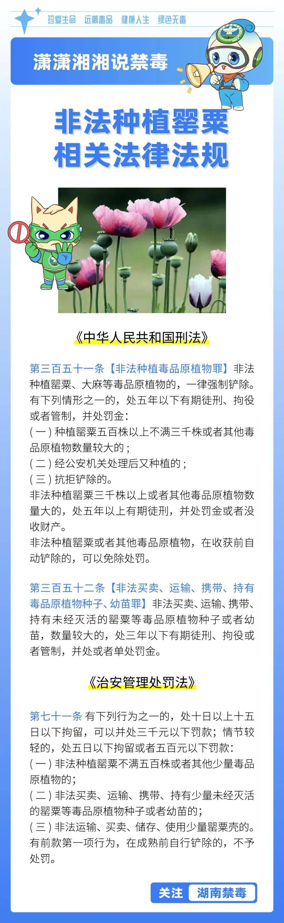 无论出于什么用途,数量多少种植,贩卖,食用罂粟均是违法行为切勿以身