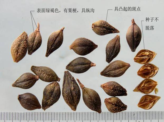 连翘:我非迎春,春由我迎_岐伯_功效_中药材