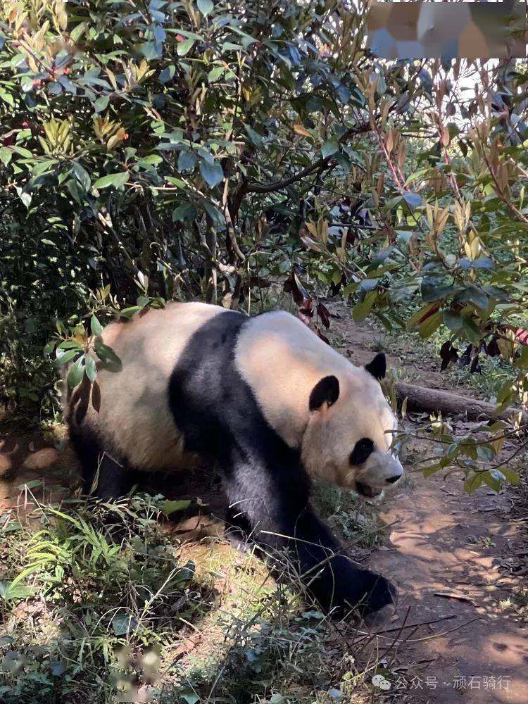 云南野生动物大全图片