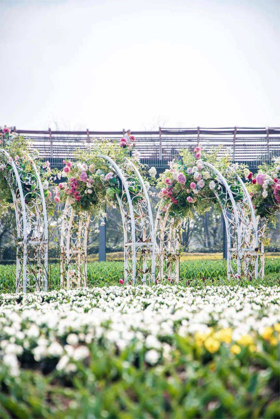 奇迹花园_东方_郁金香