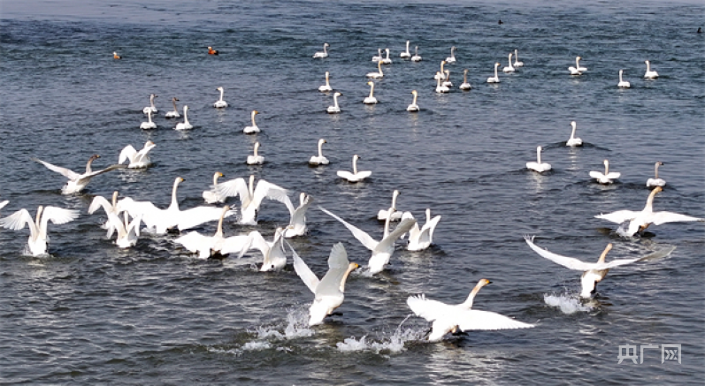 洛阳孟津200多只小天鹅现身黄河湿地自然保护区