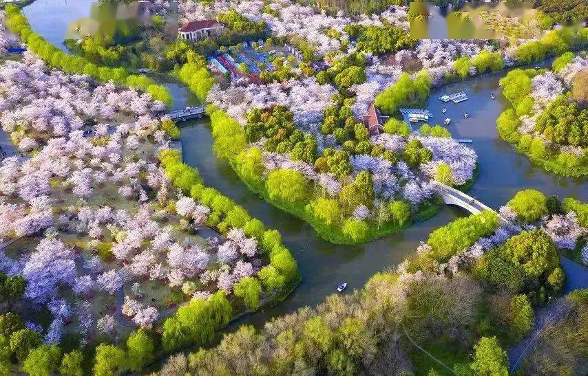 【探索】早樱盛开,申城赏樱季拉开序幕(附详细打卡攻略)→_樱花_地址