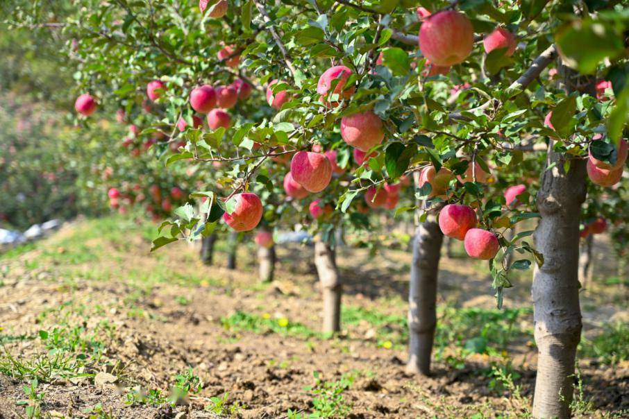 人勤春来早丨不负农时不负春,延庆按下春耕生产"