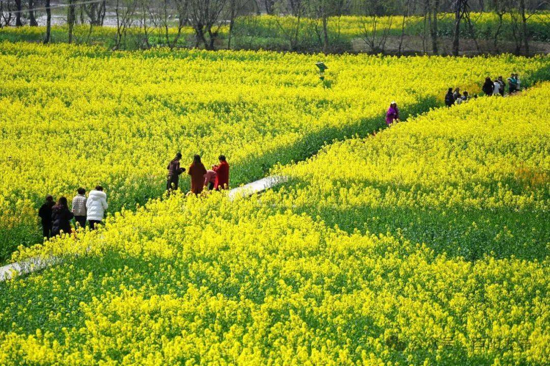 去有花的地方酉阳铜鼓镇油菜花节开幕